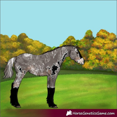 Horse Color:ERROR: UNKNOWN ANOMALY