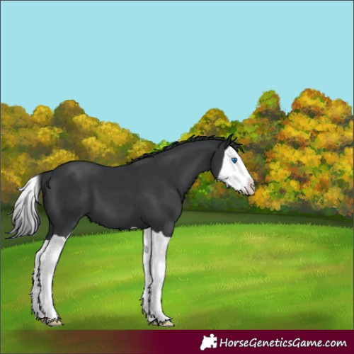 Horse Color:Black Splash 