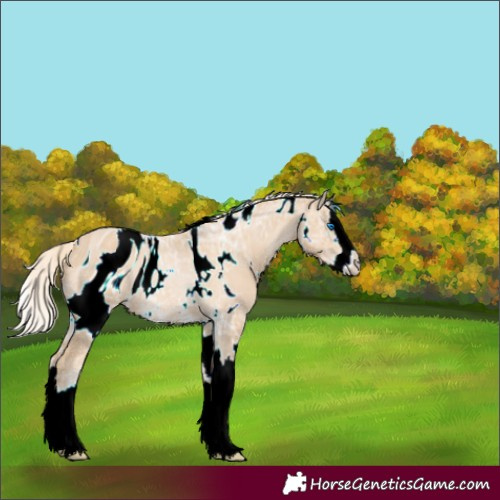 Horse Color:ERROR: UNKNOWN ANOMALY