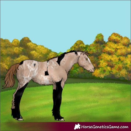 Horse Color:ERROR: UNKNOWN ANOMALY