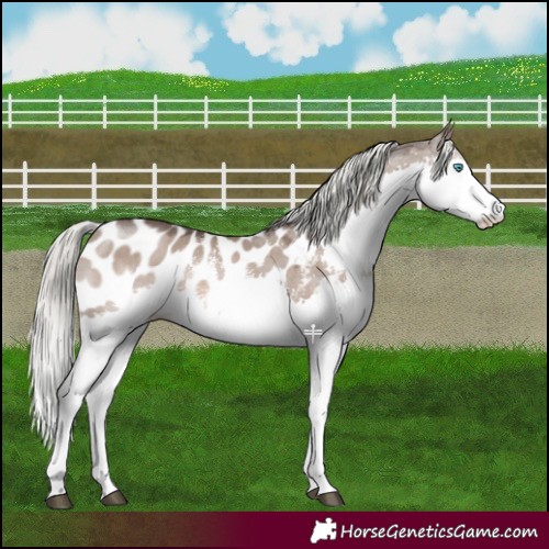 Horse Color:Liver Red Dun Mushroom Sabino Splash Appaloosa 