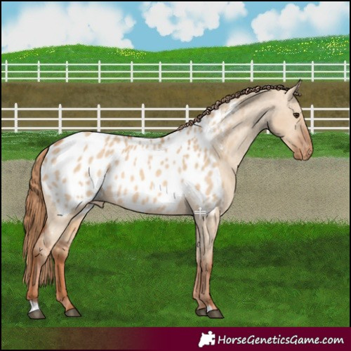 Horse Color:Red Dun Blanket 
