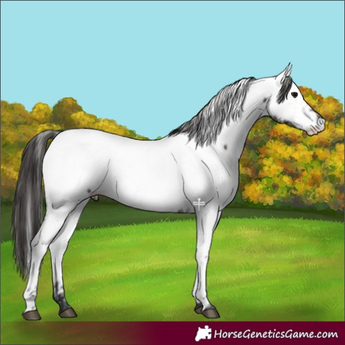 Horse Color:Grullo Appaloosa 