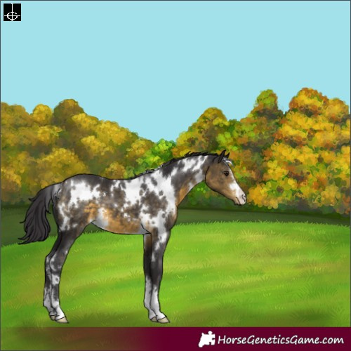 Horse Color:White Spotted Buckskin