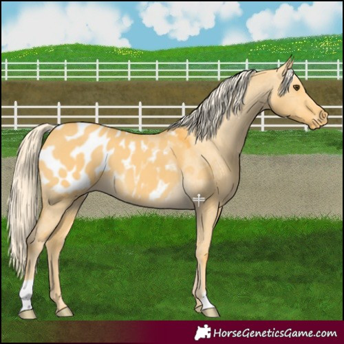Horse Color:Palomino Dun Blanket 