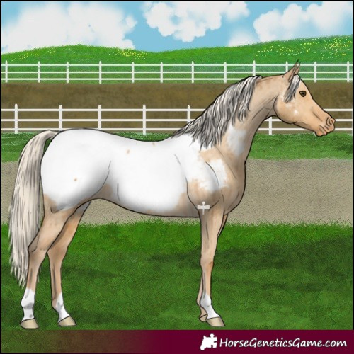 Horse Color:Palomino Dun Near Fewspot Brindle 