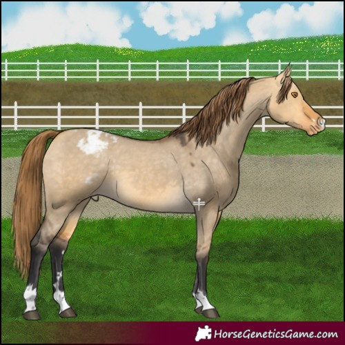 Horse Color:Buckskin Dun Varnish 