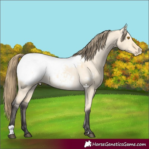 Horse Color:Buckskin Dun Appaloosa