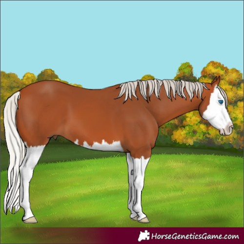 Horse Color:Silver Bay Splash 