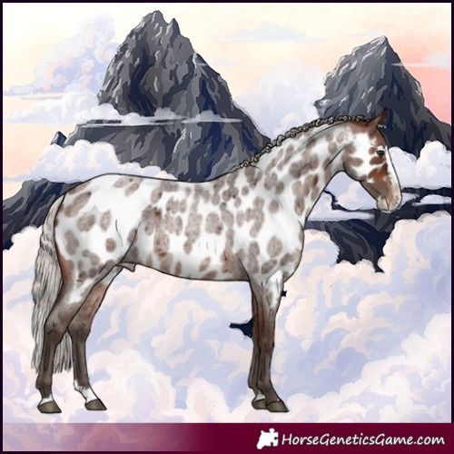 Horse Color:Silver Brown Roan Splash Appaloosa 