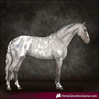Horse Color:Silver Grullo Roan Appaloosa Rabicano 