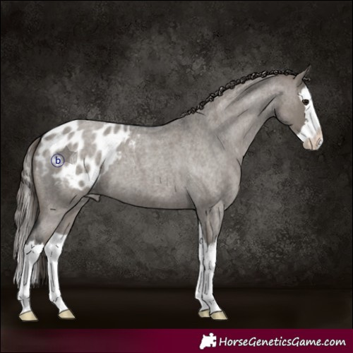 Horse Color:Grullo Roan Splash Appaloosa