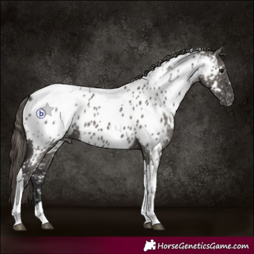 Horse Color:Grullo Tobiano Appaloosa 