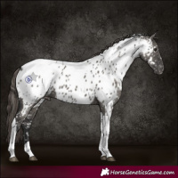 Horse Color:Grullo Tobiano Near Leopard