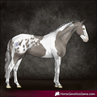 Horse Color:Grullo Splash Tobiano Blanket