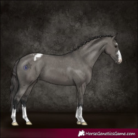Horse Color:Grullo Varnish 