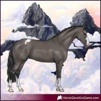Horse Color:Grullo Appaloosa