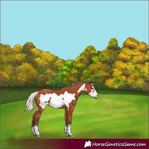 Horse Color:Silver Bay Frame Appaloosa 