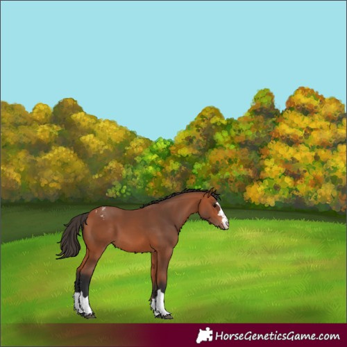 Horse Color:Bay Varnish 