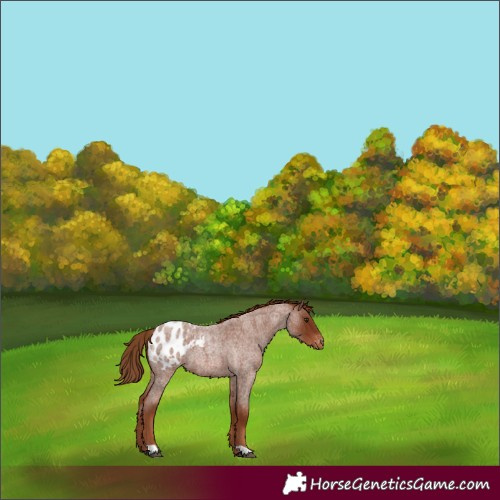 Horse Color:Red Roan Appaloosa 
