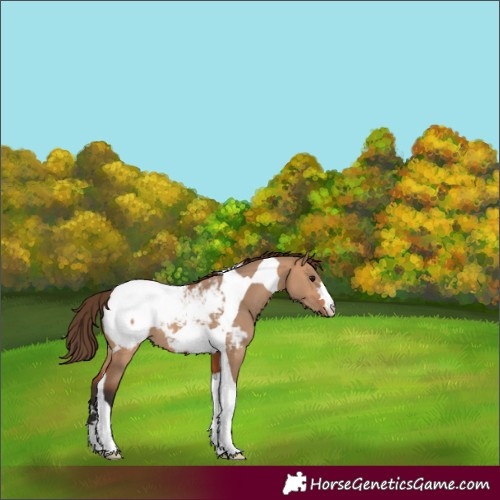 Horse Color:Bay Dun Tobiano Snowcap 