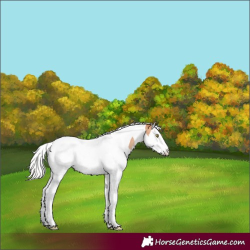 Horse Color:Silver Amber Champagne Splash Tobiano Appaloosa