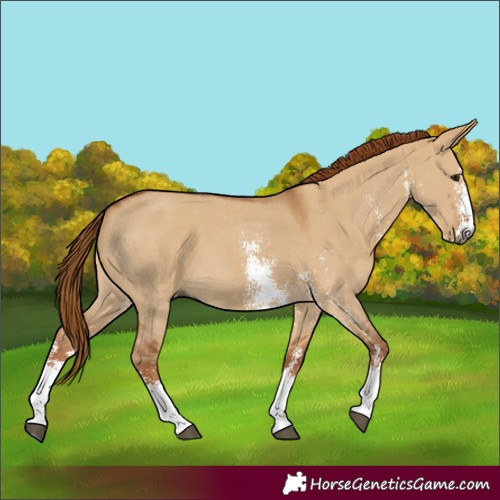 Horse Color:Gray Red Dun Sabino 