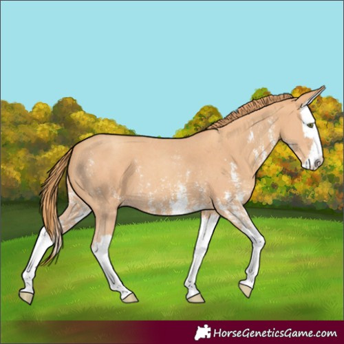 Horse Color:Gold Champagne Sabino Splash 