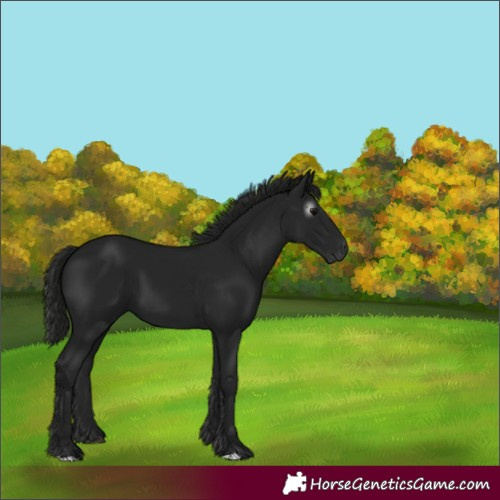 Horse Color:Unknown 