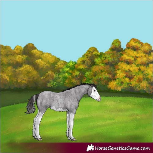 Horse Color:Smoky Blue Roan Splash 