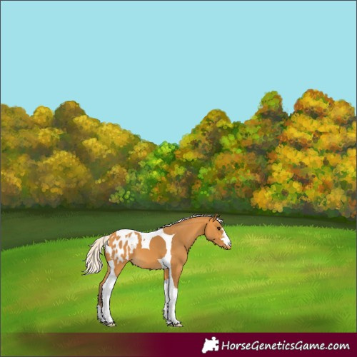 Horse Color:Silver Buckskin Tobiano Appaloosa 