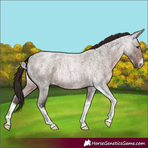 Horse Color:Liver Red Roan Sabino Appaloosa Rabicano