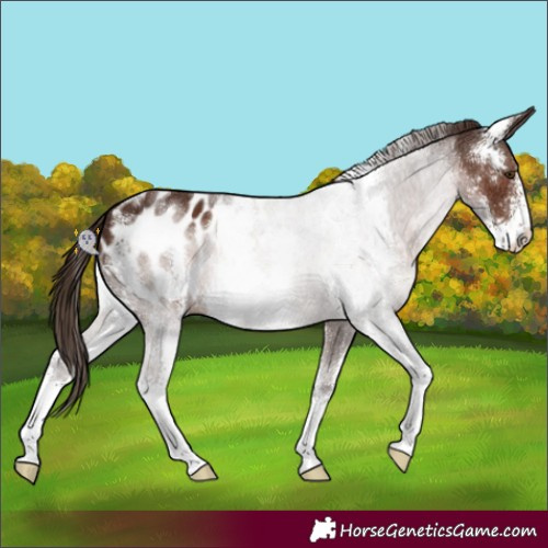 Horse Color:Liver Chestnut Sabino Appaloosa 