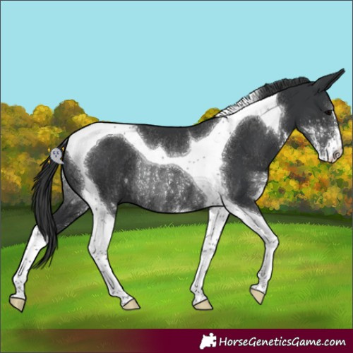 Horse Color:Black Sabino Tobiano Rabicano 