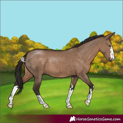 Horse Color:Liver Red Dun