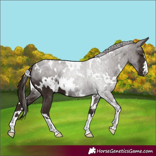 Horse Color:White Spotted Liver Chestnut 