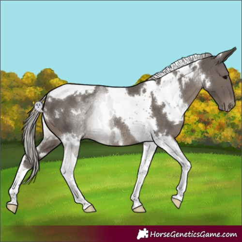 Horse Color:White Spotted Silver Black Tobiano Appaloosa Rabicano
