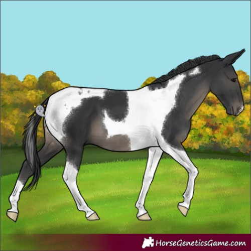 Horse Color:Black Tobiano 