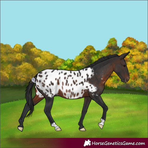 Horse Color:Brown Appaloosa Rabicano 