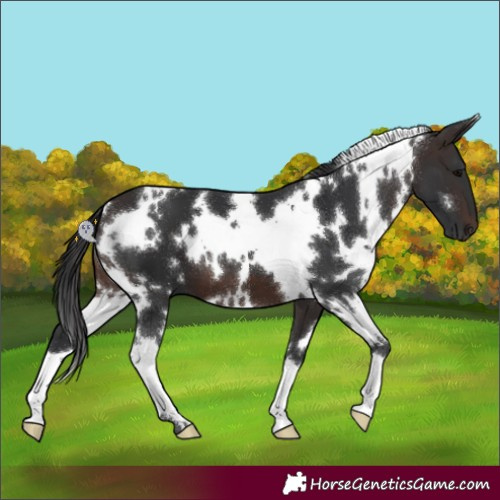 Horse Color:White Spotted Brown 