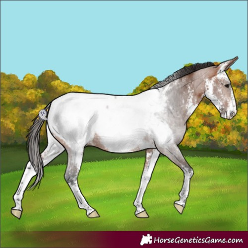 Horse Color:Bay Sabino Appaloosa Rabicano 