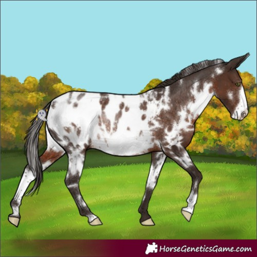 Horse Color:White Spotted Liver Chestnut Frame Appaloosa Rabicano