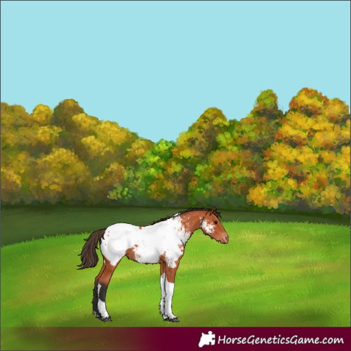 Horse Color:Bay Tobiano Near Fewspot