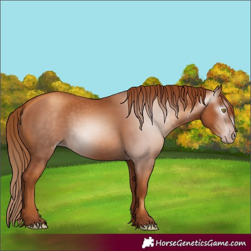 Horse Color:Gray Gold Champagne 