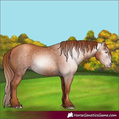 Horse Color:Gray Gold Champagne 