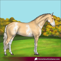 Horse Color:White Spotted Palomino Dun Rabicano