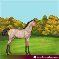 Horse Color:Bay Roan