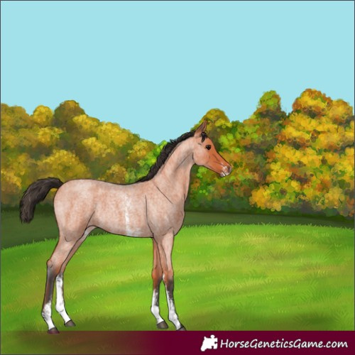 Horse Color:Bay Roan Sabino Rabicano 