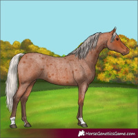 Horse Color:Silver Bay Roan