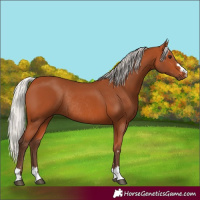 Horse Color:Silver Bay Rabicano
